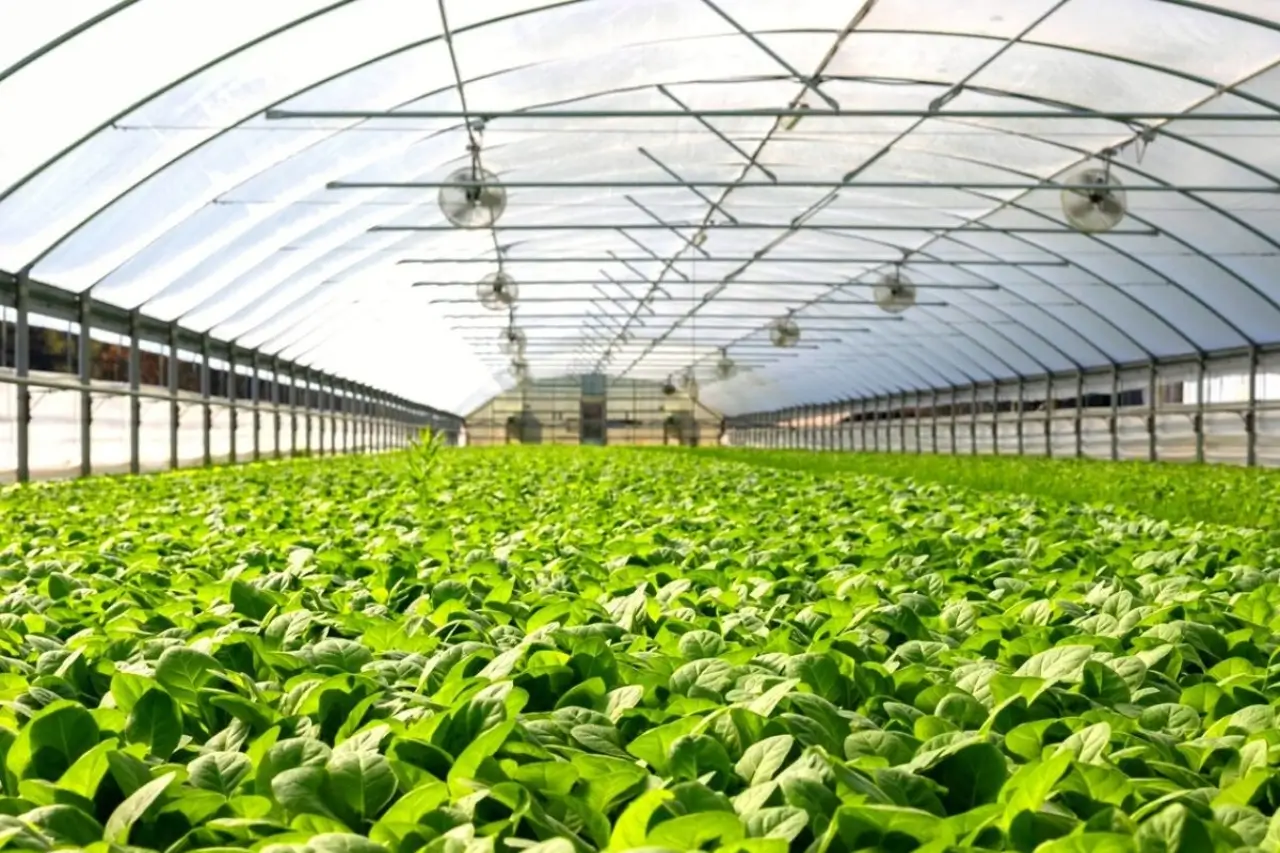 Commercial Green House In Dubai