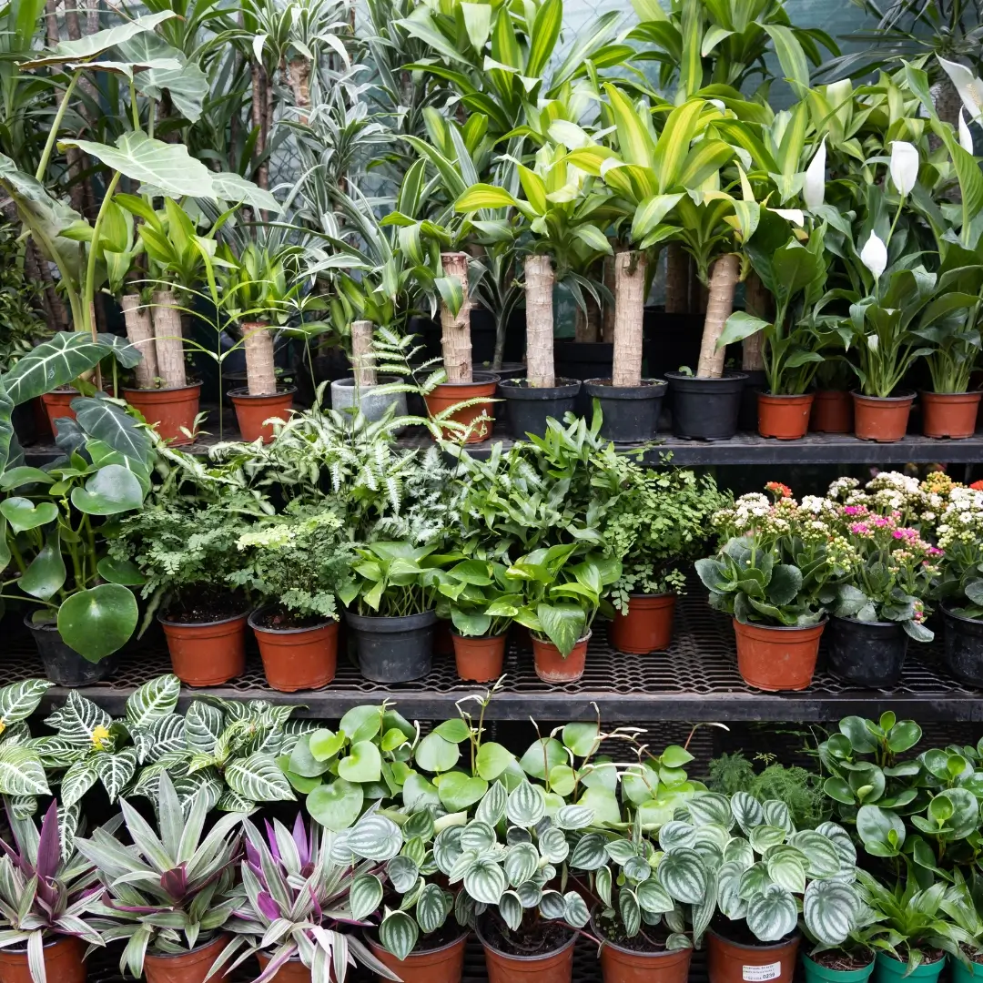 Sunrise Plants Nursery In Dubai